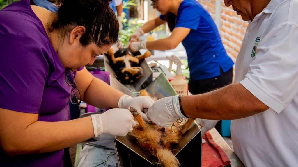 ¡Seguimos cuidando a nuestros lomitos y michis!